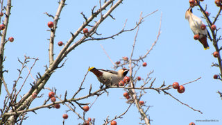 Зимняя птичка <br />A Bird Of Winter