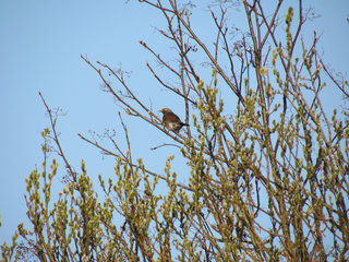 Рябинник в ивняке <br />Fieldfare In The Willow Bush