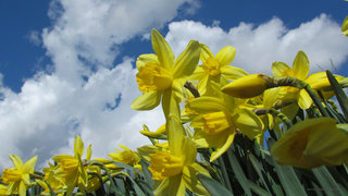 Наползают тучки на наши цветочки <br />Clouds Above Our Flowers