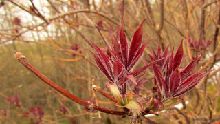 Молодая бузина красная — особенно красная <br />Young Red Elder Is Especially Red