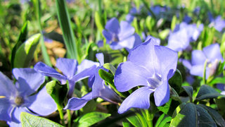 Барвинок <br />Periwinkle