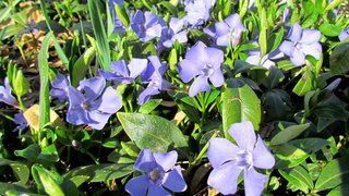 Много барвинков <br />Periwinkle — Lots Of Them