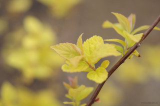 Спирея японская «Golden princess» <br />Japanese Spiraea “Golden Princess”