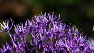 Декоративный лук поближе <br />Decorative Allium Closer View