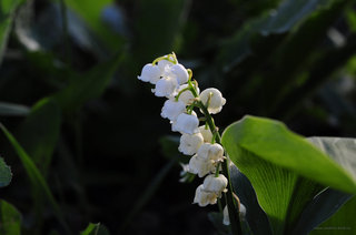 Садовый ландыш <br />Garden Lily-of-the-valley