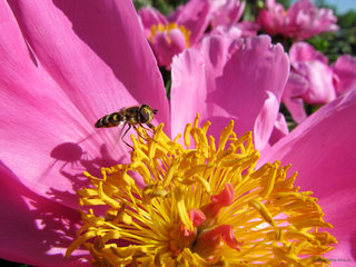 Пион с журчалкой <br />A Peony With A Hoverfly