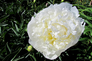 Пион в белом <br />Peony In White