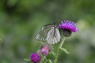 Боярышница <br />Black-veined White