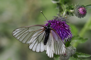 Боярышница <br />Black-veined White