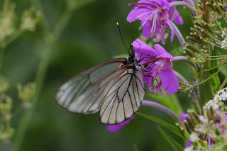 Иван-чай с боярышницей <br />Fireweed With Black-veined White