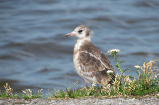 Чайковый подросток <br />Gull “Teenager”