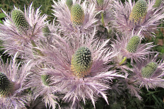 Синеголовник пучком <br />Alpine Sea Holly In A Bunch