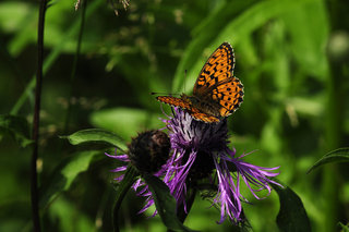 Перламутровка на васильке <br />Fritillary On a Knapweed