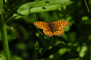 Перламутровка на бодяке <br />Fritillary On a Thistle