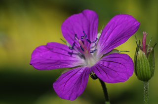 Лесная герань <br />Wood Crane's-bill