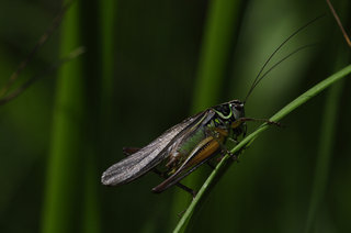 Скачок луговой <br />Roesel's Bush Cricket