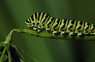 Махаон <br />Swallowtail