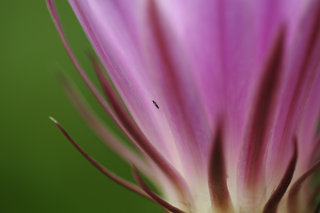 Эхинопсис <br />Echinopsis