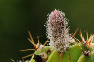 Эхинопсис <br />Echinopsis