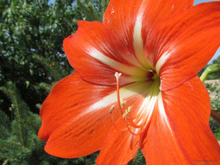 Гиппеаструм <br />Hippeastrum