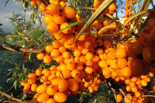 Облепиха <br />Common Sea Buckthorn