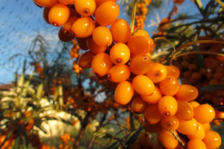 Облепиха <br />Common Sea Buckthorn