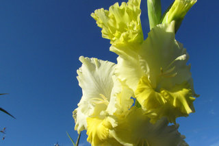 Гладиолус <br />Gladiolus