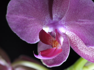 Фаленопсис <br />Phalaenopsis