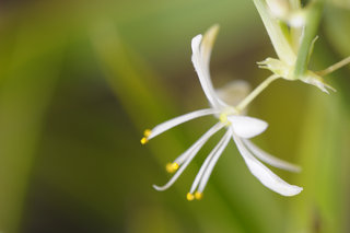 Хлорофитум и атмосфера <br />Spider Plant and the Atmosphere