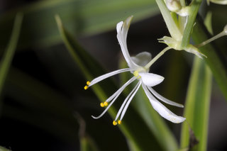 Хлорофитум <br />Chlorophytum Comosum