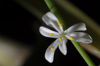 Растение-паучок — это по нашему :) <br />Spider Plant