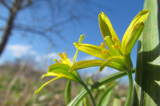 Гусиный лук жёлтый <br />Yellow Star-of-Bethlehem