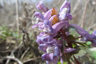 Хохлатка плотная <br />Corydalis Solida