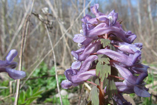 Хохлатка плотная <br />Corydalis Solida