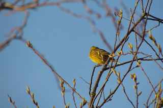 Вечерняя птичка <br />Evening Bird