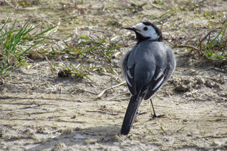 Райская трясогузка :) <br />Wagtail Of Paradise :)