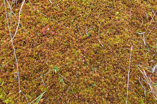 «Ковёр» с росянками <br />“Carpet” With Sundews