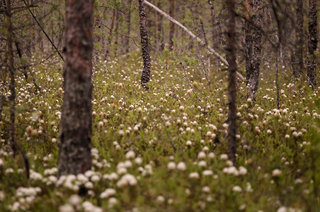 Сосны и багульник <br />Pines And Wild Rosemary