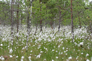 Сосна и пушица <br />Pines And Cottongrass