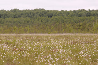 Пушица <br />Cottongrass