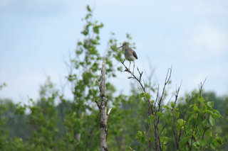 Фифи <br />Wood Sandpiper