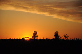 Солнце в лесу <br />Sun In A Wood