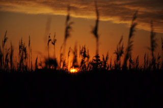 Солнце в тростнике <br />Sun In Reeds