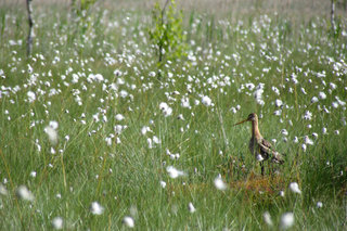 Большой веретенник <br />Black-tailed Godwit