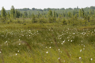 Пейзаж с птичкой <br />Landscap And A Bird