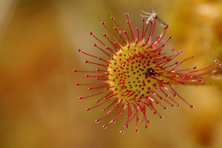 Росянка круглолистная <br />Round Leaved Sundew