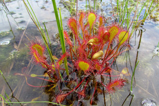 Росянка обратнояйцевидная <br />Paddle-leaved Sundew