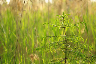 Болотно-полистовская ёлочка <br />Small Fir-tree From Polistovsky Reserve