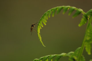 Комар на щитовнике <br />Mosquito On Wood Fern