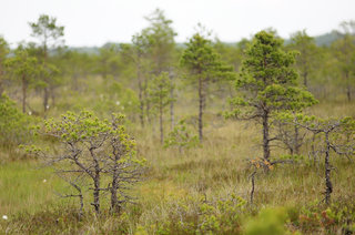 Край непуганных бонсаев <br />Land Of Wild Bonsai